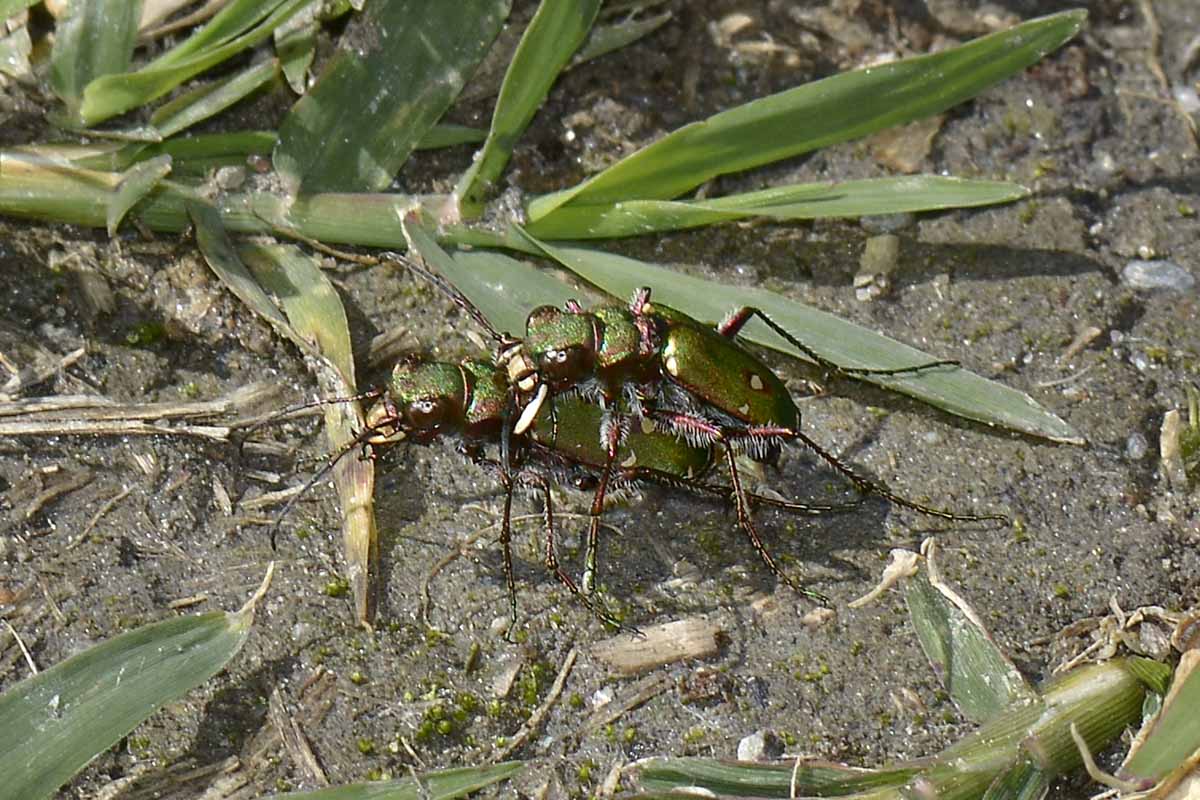 Cicindela campestris in accoppiamento